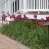 Landscape lighting fixtures offer design interest even in daylight hours.  